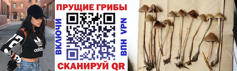 Псилоцибиновые грибы мицелий  как найти закладки  Солигалич 